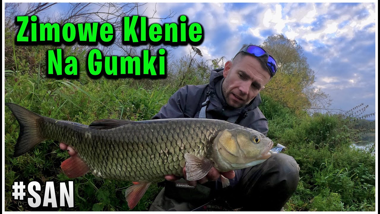 Zimowe klenie z Sanu ❄️ piękne ryby łowione na gumowe larwy | Chub Fishing