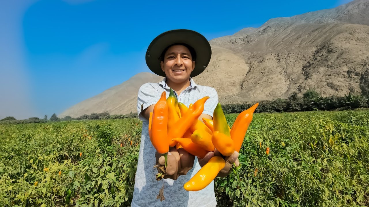 Cosechando el mejor ají amarillo del Pęrú 😱🌶🌶🌶🫒🍒👏🇵🇪