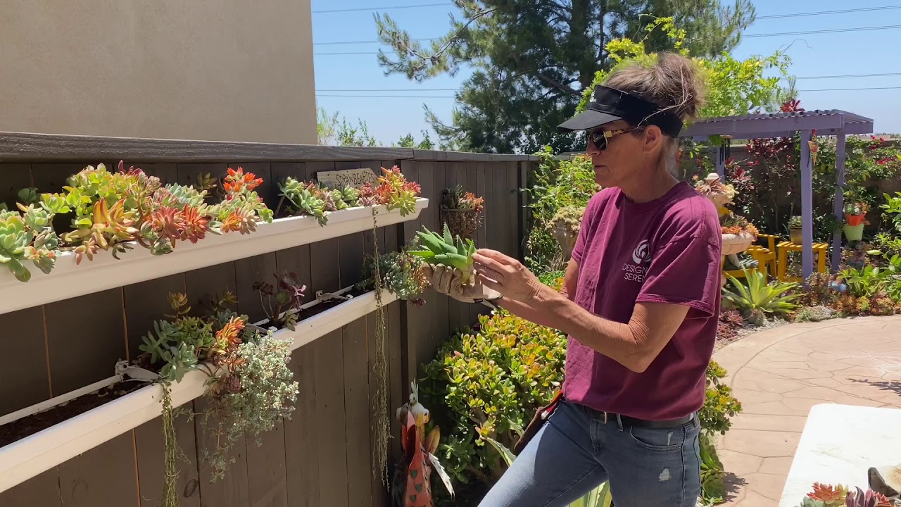 Laura Reworks Her Succulent Gutters