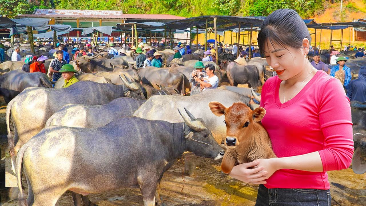 Buying 2 Giant Buffaloes (2000kg) from Farmers | Selling at Crowded Buffalo Market | Rural Life