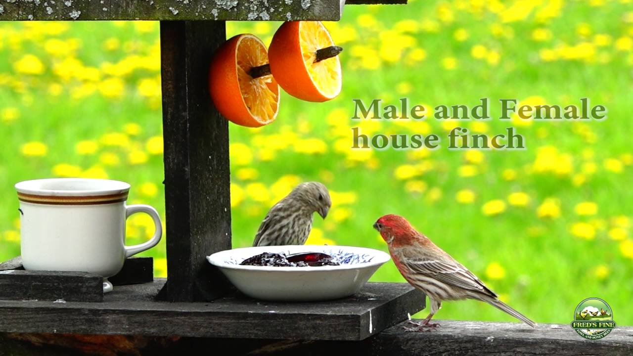 Baltimore oriole and birds that eat grape jelly and oranges