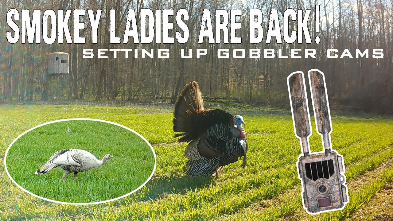 Setting Up GOBBLER CAMS! Tactics For Pattering Longbeards | Family Dream Farm