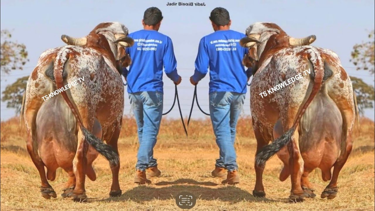 Highest Milking Gir Cow Breed ll Brazilian Gyr Cows ll Indian Gir Cows