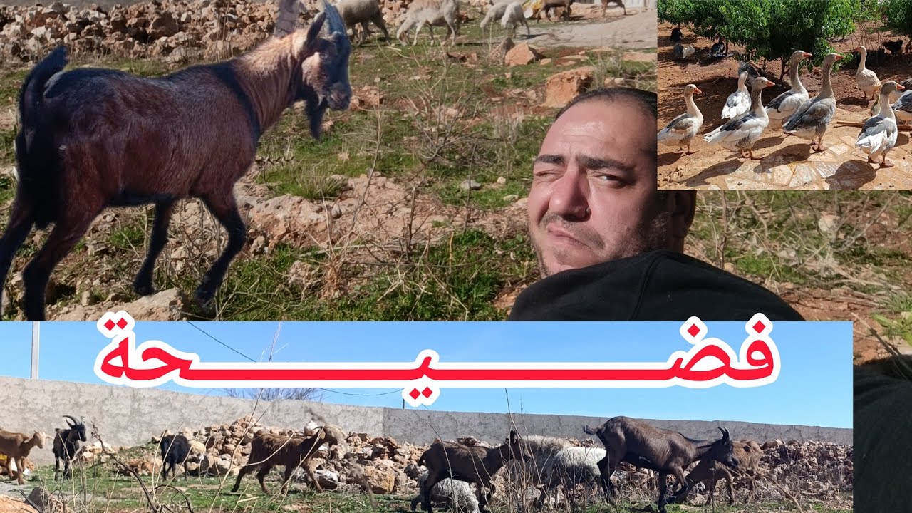 هدشي لي وقع ليا اليوم في مزرعة بلادي