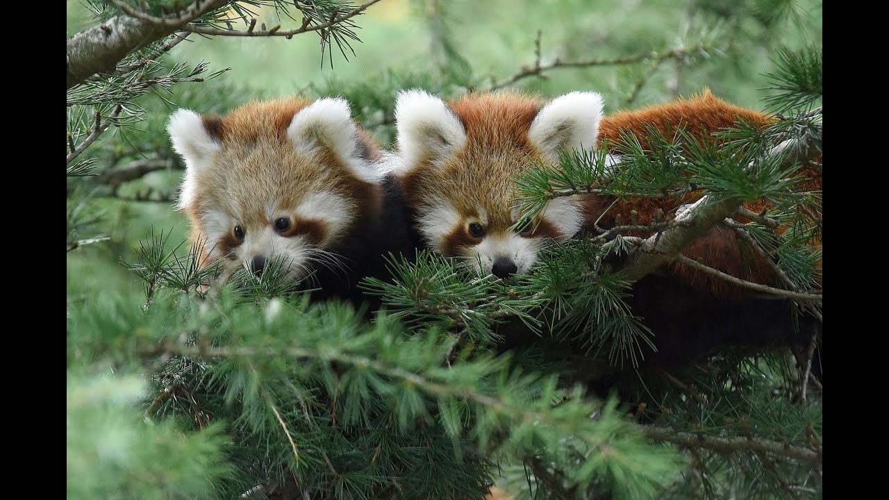 Hoe is het met de kleine panda's uit de tv-serie?