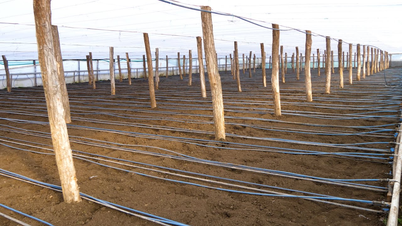 Investiția în solarul de legume. Interviu cu Anișoara Portasă din Matca, Galați