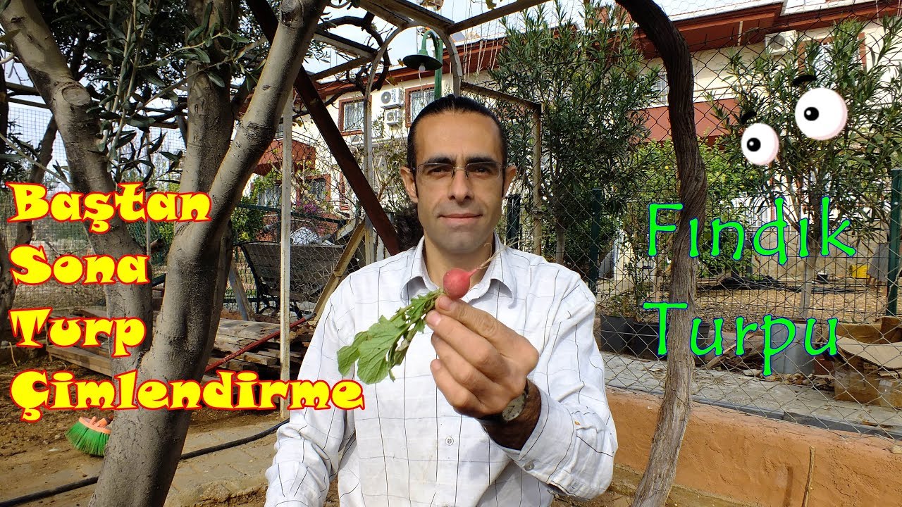 Turp Nasıl Ekilir Nasıl Çimlendirilir?
