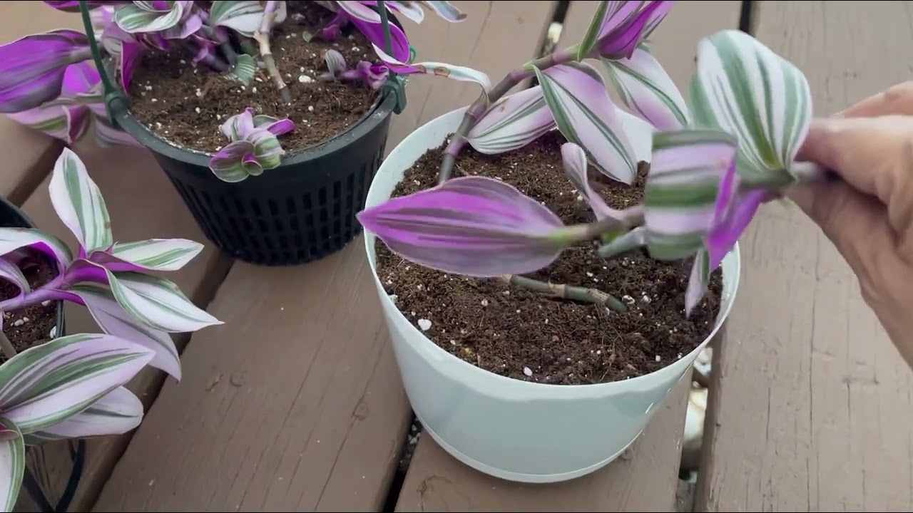 Tradescantia Nanouk (Division y reproducción)