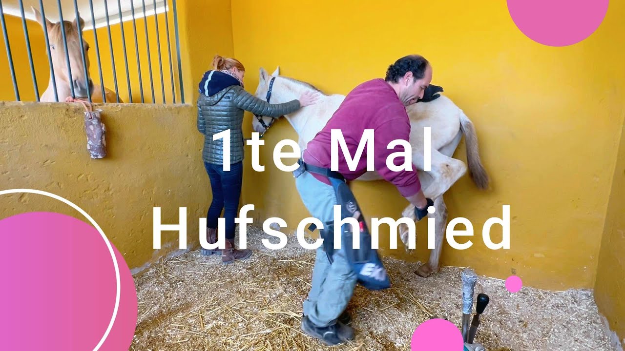 Erste Mal Hufschmied #horse #equestrian #fohlenabc