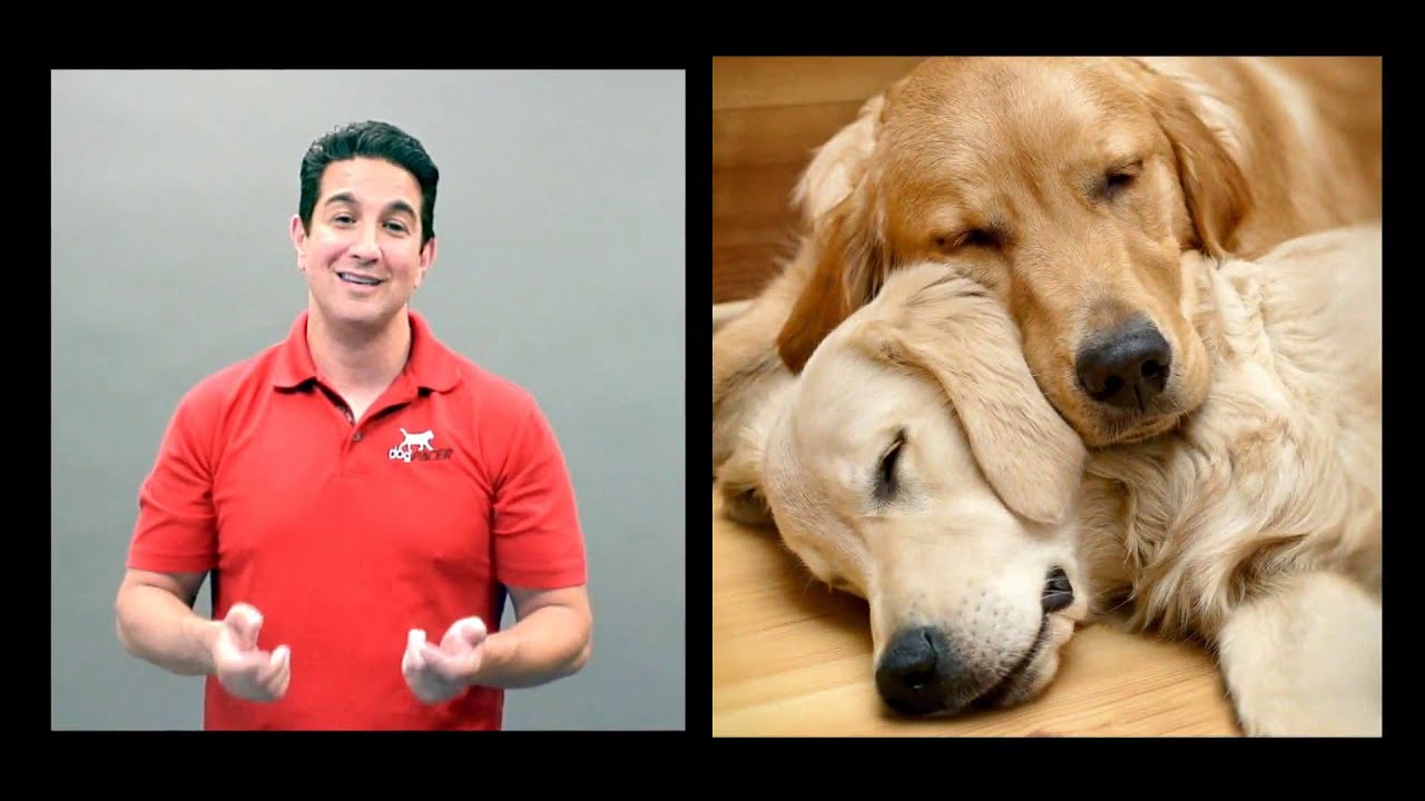 WHY THE dogPACER DOG TREADMILL