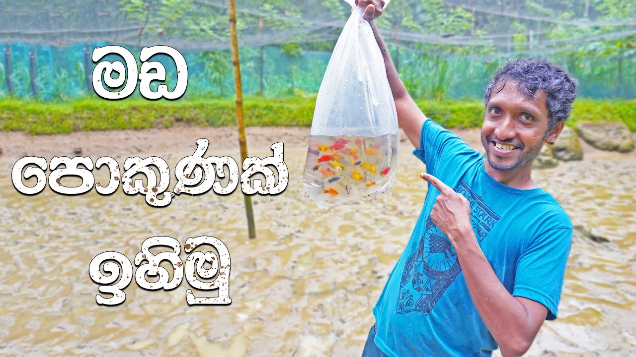 මහ වැස්සෙ තෙමීගෙන මඩ පොකුණක්ම හිස් කළා | We Caught A Lot of Platy  Fish in a Muddy Pond 🇱🇰 (2024)
