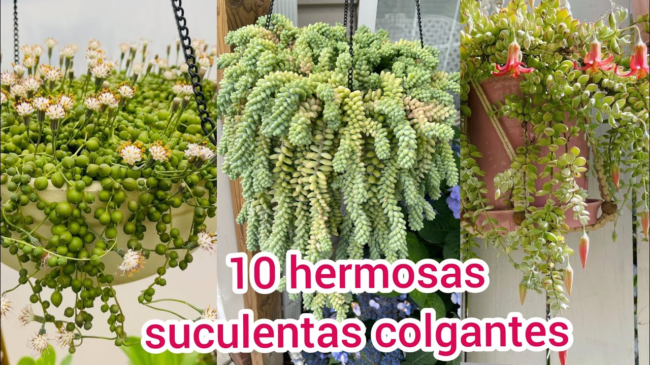 10 SUCULENTAS COLGANTES Hermosas que debes tener