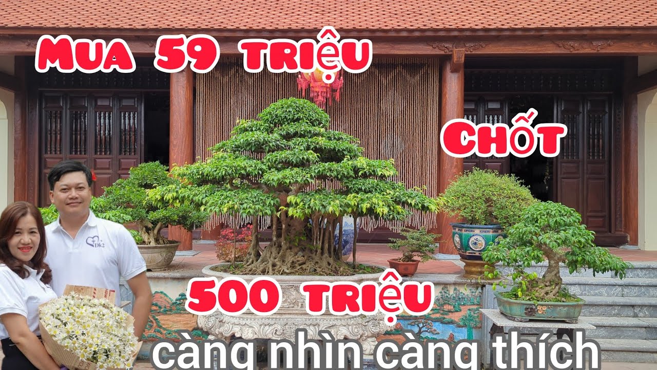 Mua 59 triệu chốt giá bán 500 triệu cây giáng làng quá già và đẹp càng nhìn càng thích vườn anh hiếu