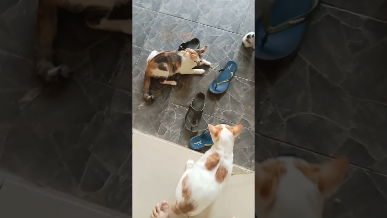 Kompilasi Komedi Kemarahan Kucing 