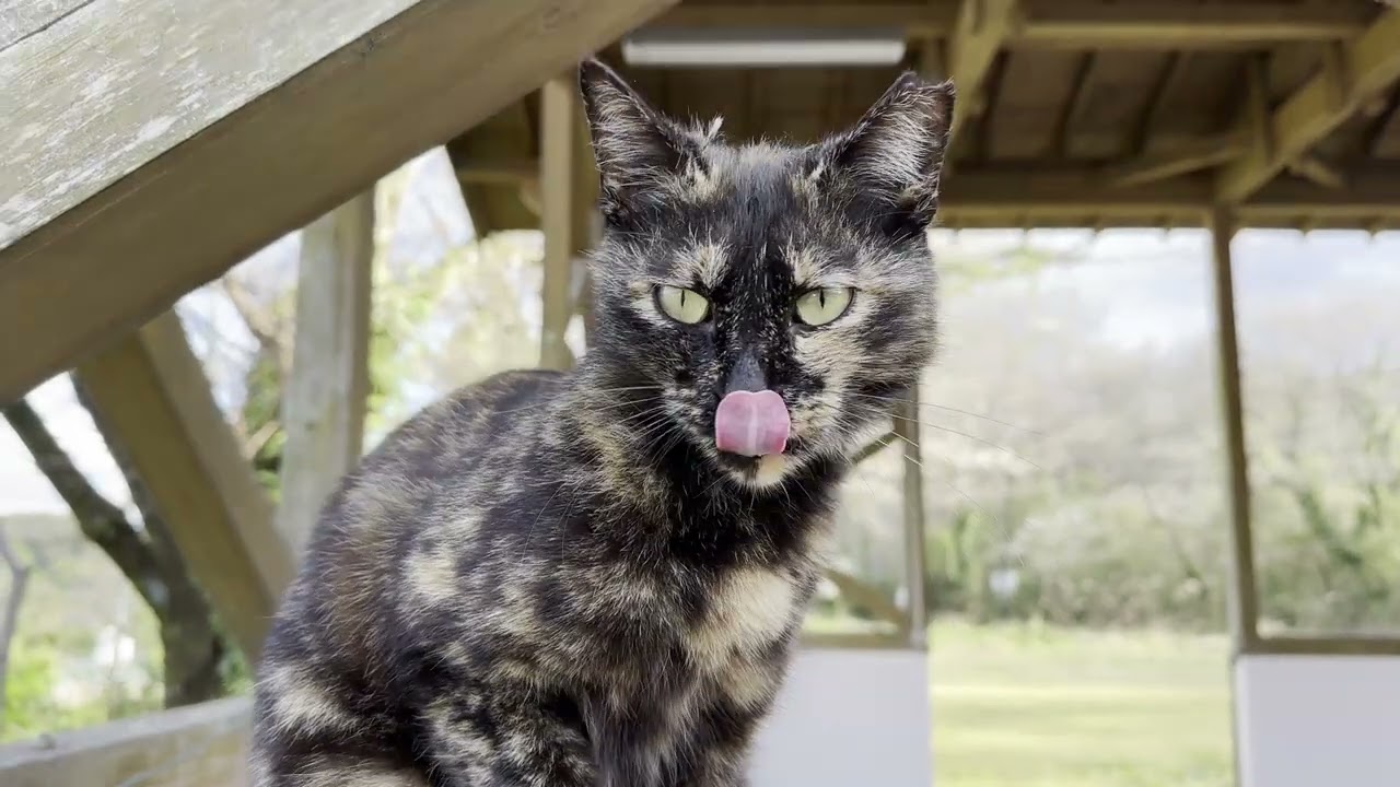 清流の休息所にいたサビ猫さん7