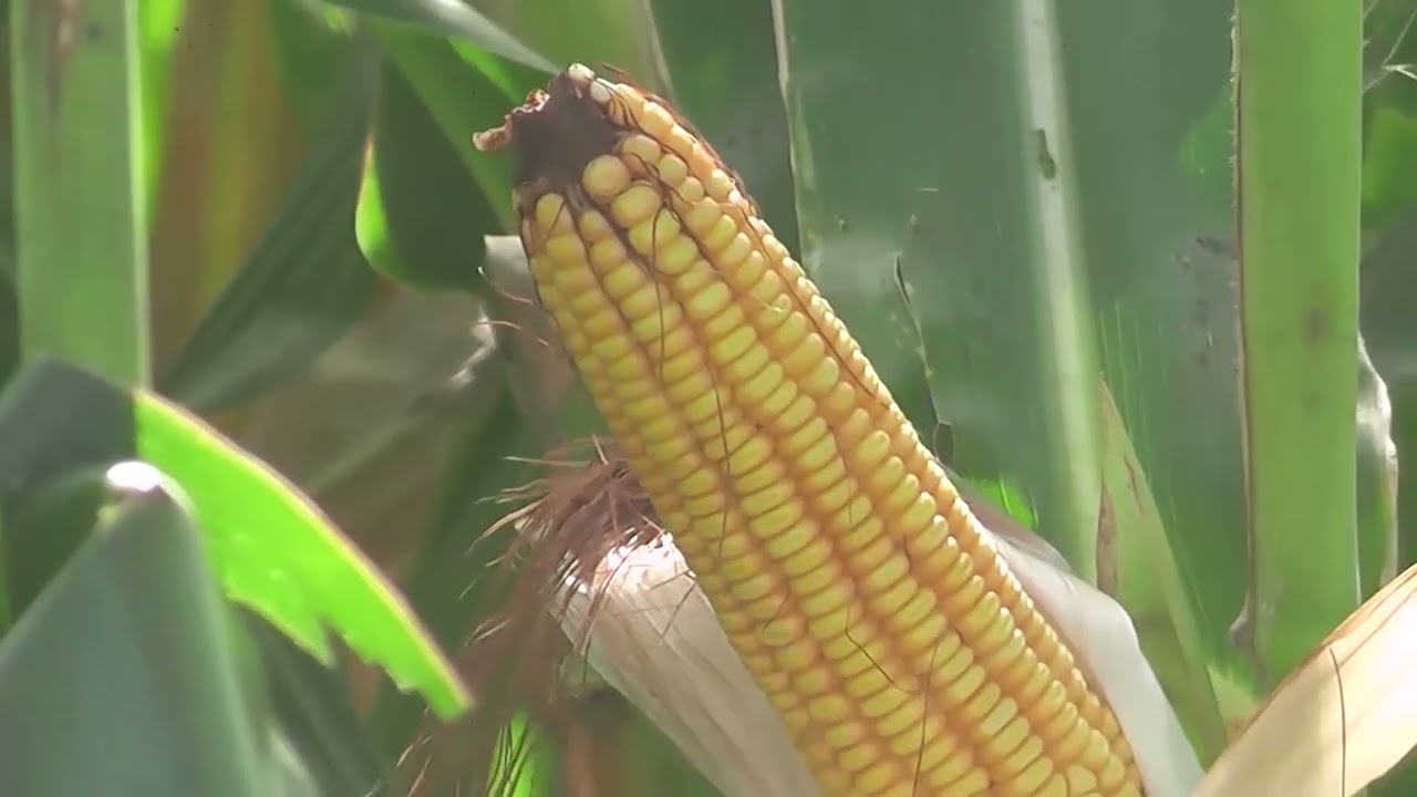 1477 B3 - BALANCE AGRONÓMICO DEL 2025
