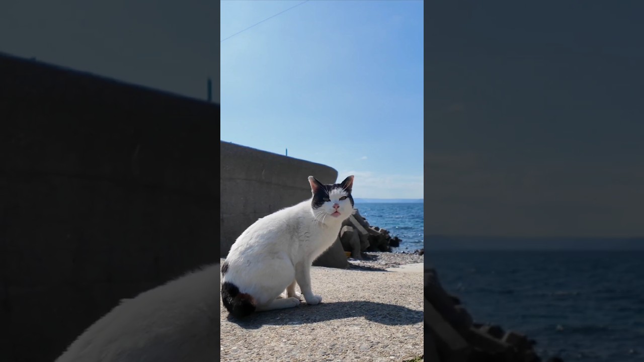 #ImpressedCatVideo #catisland #Cat