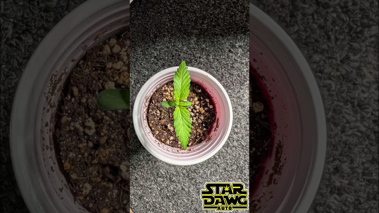 Fast Buds Stardawg Auto Time Lapse day by day