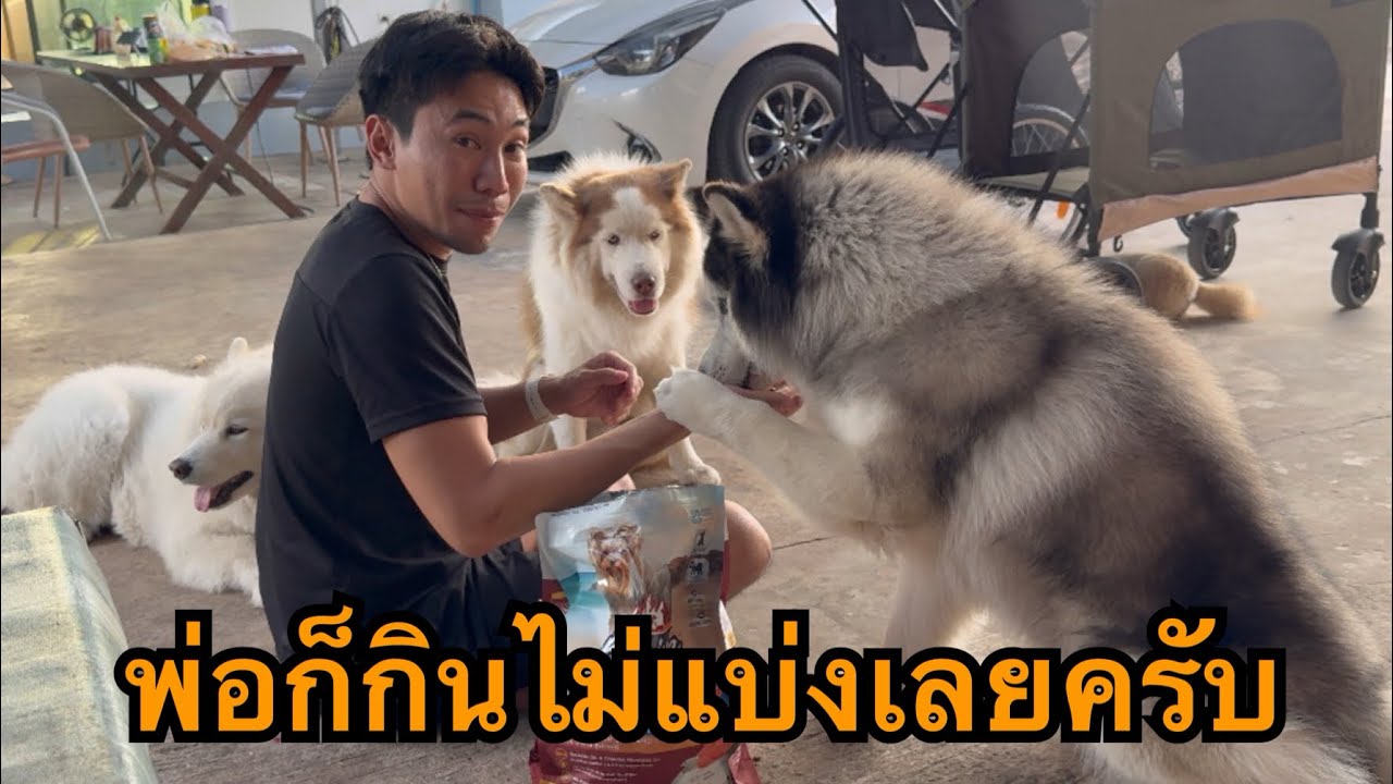 บักข้าวจ้าวเป็นจ่าฝูงประสาอะไรเวลากินไม่แบ่งลูกสักคำ
