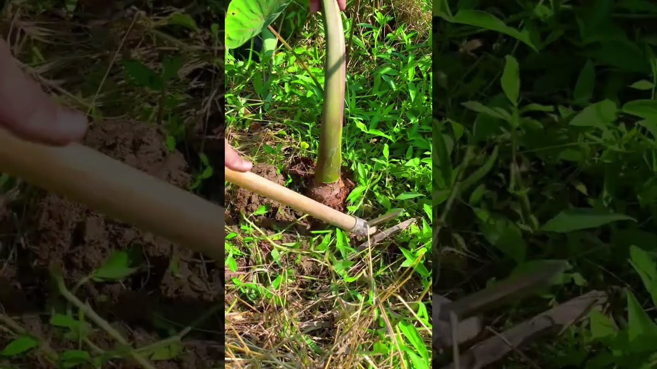 Raw Tree Collect #agriculture #farming #satisfying #shorts