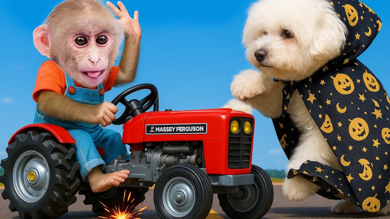 A Day Obi Monkey and the Dog Clash Over a Car | ANIMALS LIFE