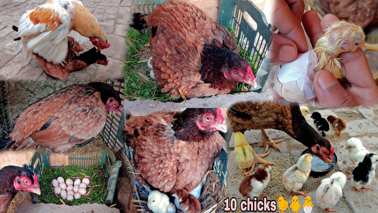Mewali hen sat on 15 eggs or 15 eggs hatched 10 chicks after 22 days || All pigeon birds