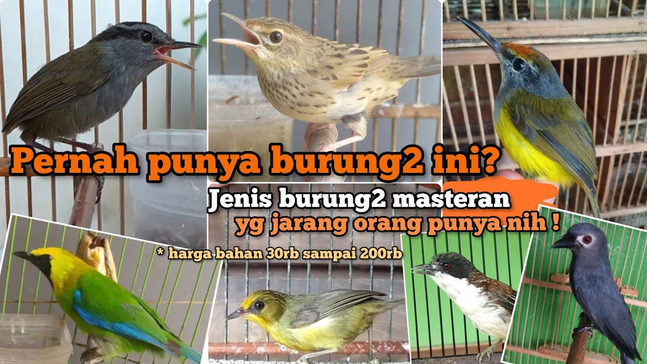 Burung masteran yang jarang dimiliki. 15 jenis burung. Harga bahan 30 ribu hingga 200 ribu