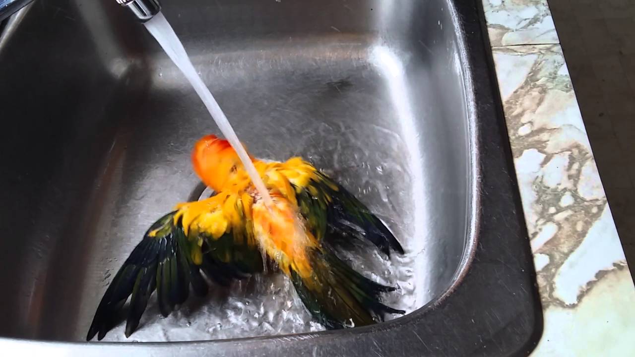 Mon Conure soleil qui marmonne en prenant sa douche