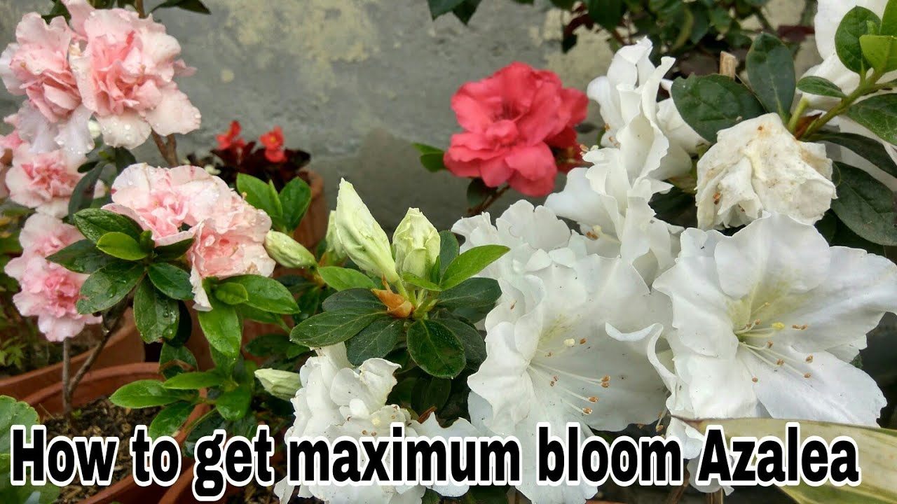 Azalea par jyaada flower paane ki care jane