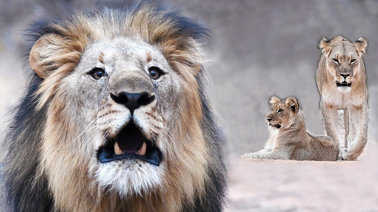 Marataba Coalition and their Lionesses, Getting to Know the Lions of Blue Canyon