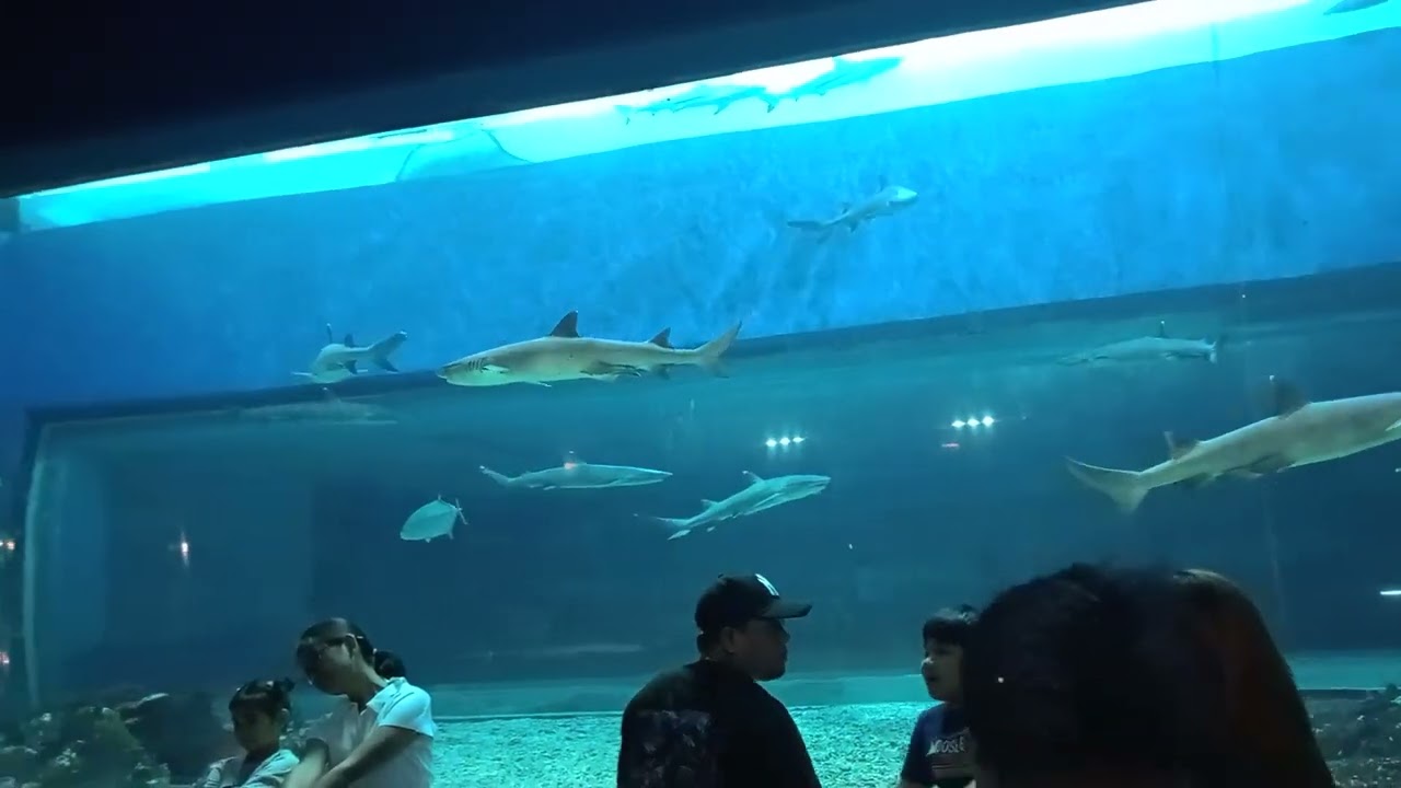 MANILA OCEAN PARK//AQUARIUM//Gloria24 Tv