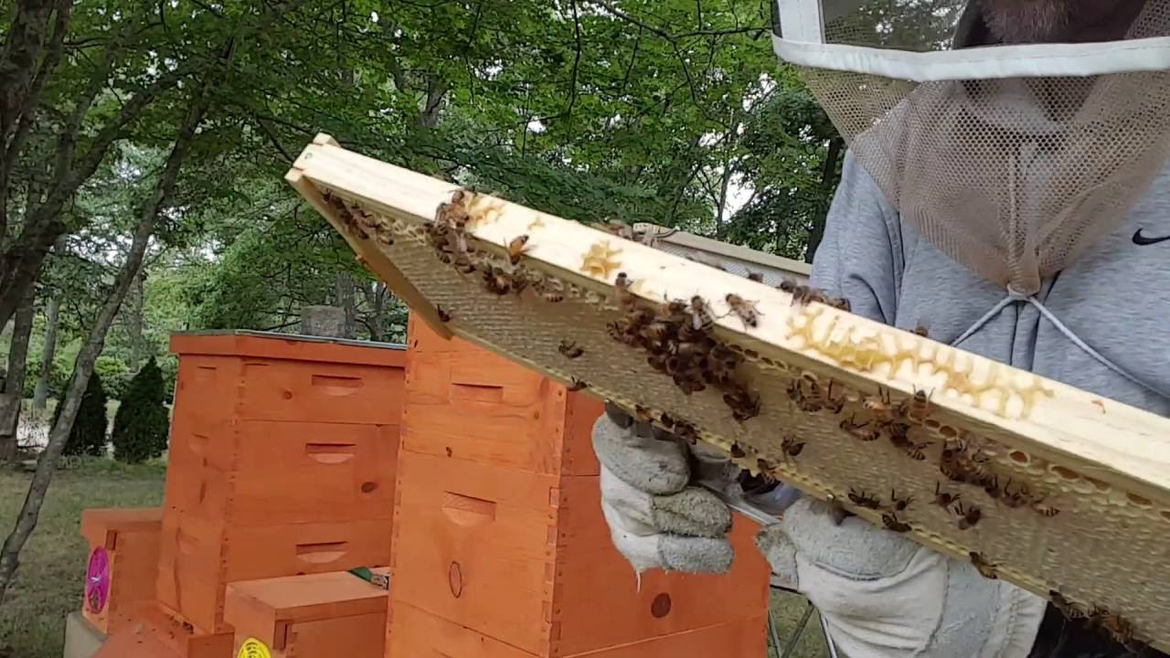 Mite away quick strips aftermath. My bees are so mad I could not finish my inspection.