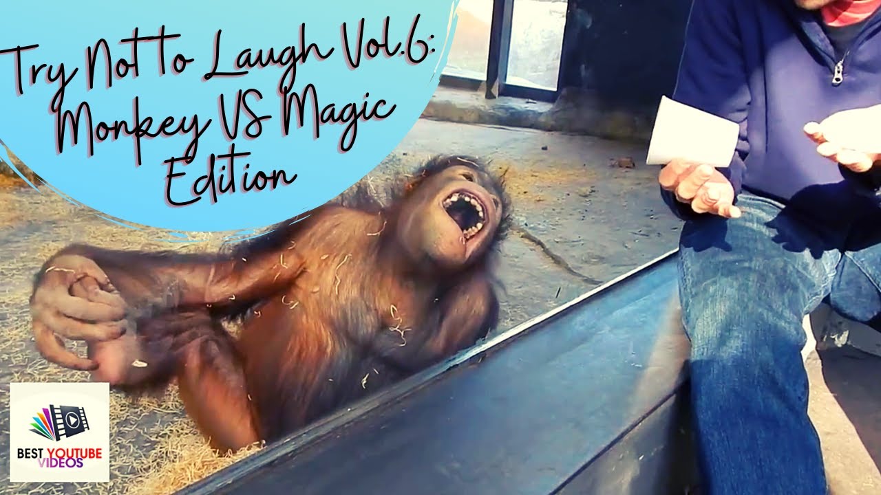 Try Not To Laugh Vol6: Monkeys React to Magic Tricks Funny Compilation (2020) | Best Youtube Videos