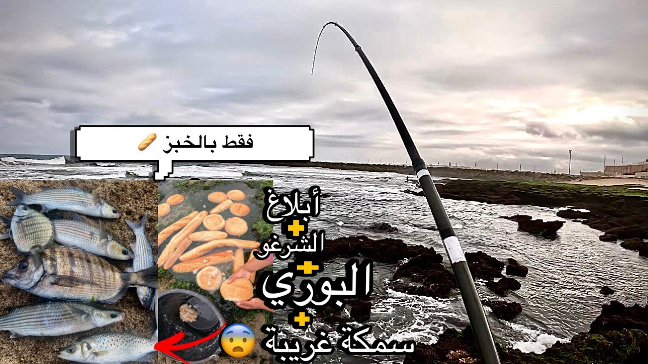 أنصحك بتجربت الصيد بالخبز (فتاتة) 🔥 أبلاغ +الشرغو +البوري +….(سمكة مادموزيل) ؟؟؟  😨 