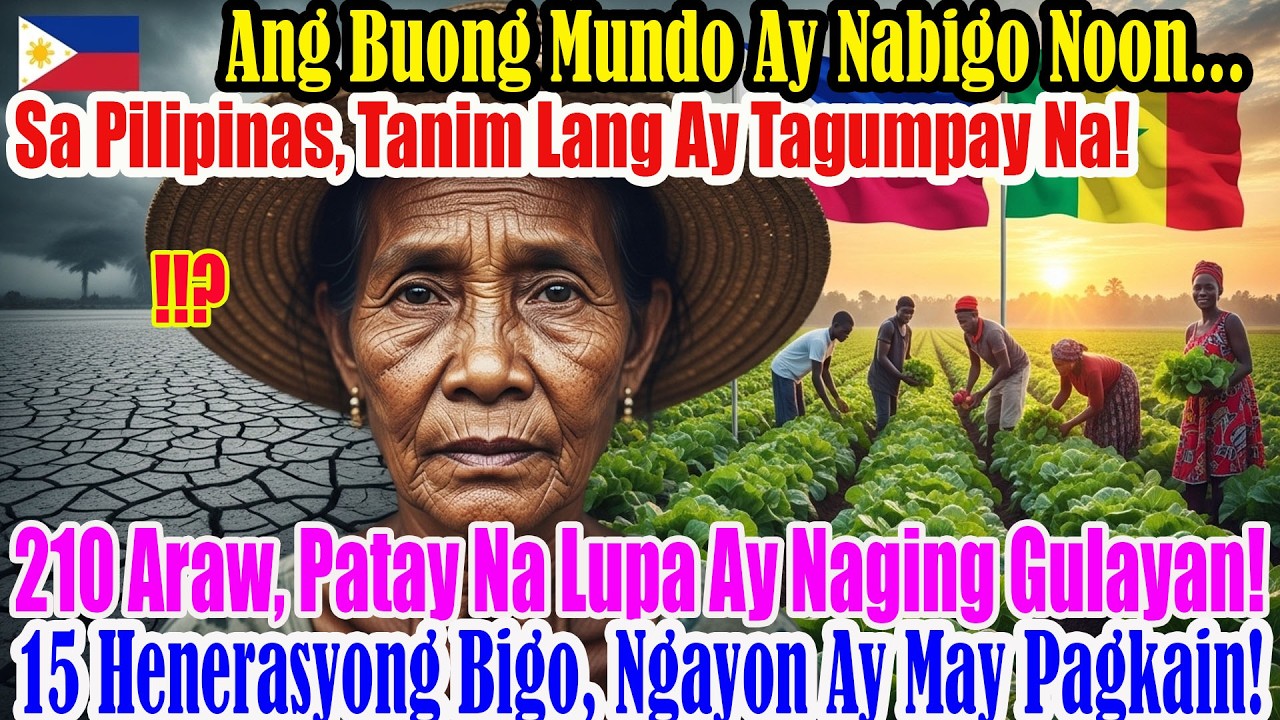 Tunay na kuwento! Pilipinas ginamit vetiver at drip irrigation binuhay lupaing maalat Senegal100taon