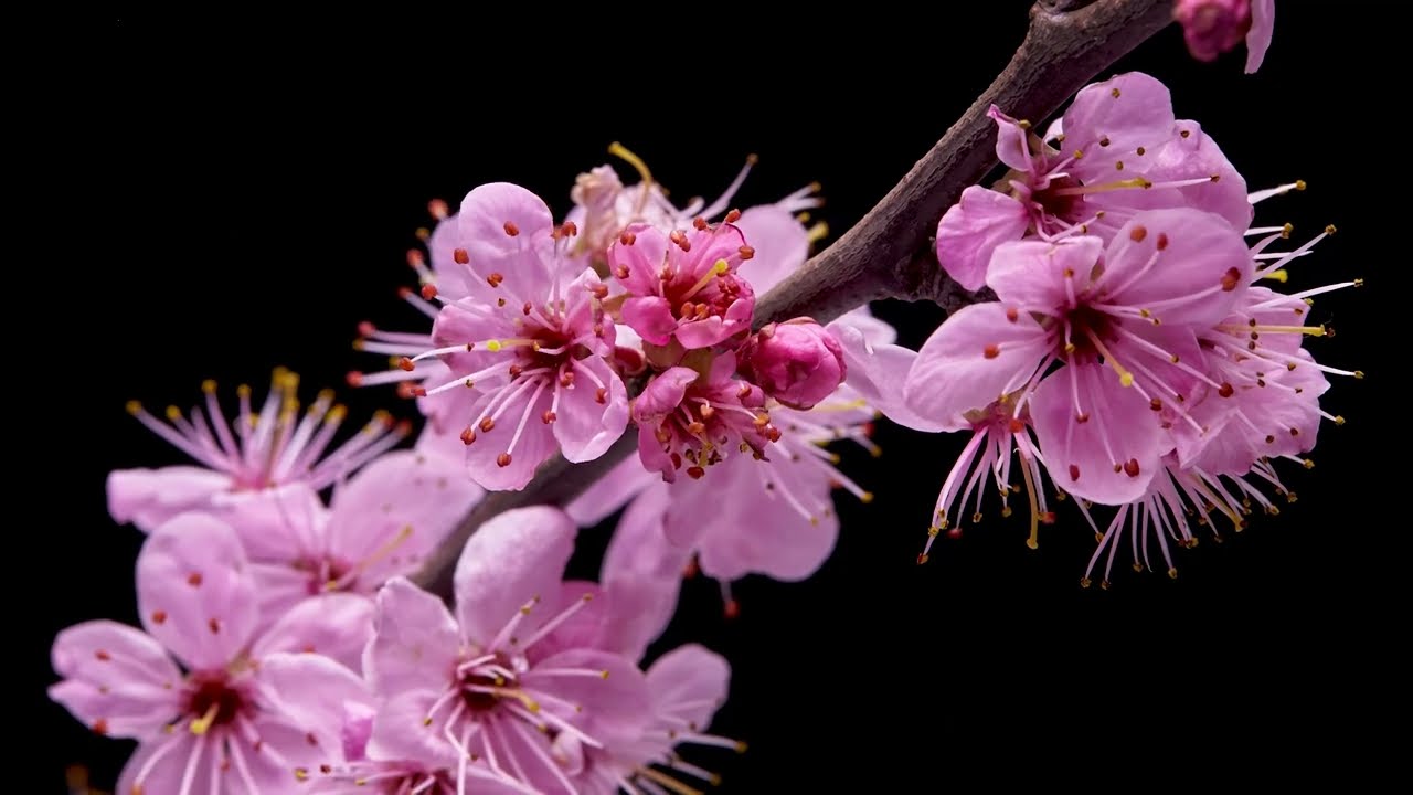 FLOWERS timelapse, cherry blossom, rose, daffodil, orchid, tulip
