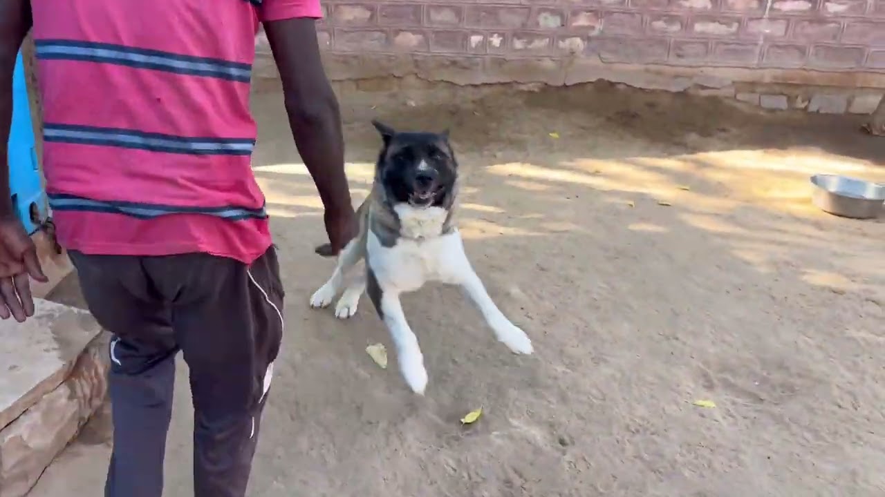 Whiskey Akita Breed full happy 😆 