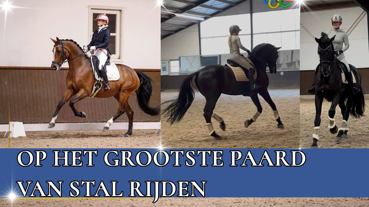 BRITT RIJDT OP HET GROOTSTE PAARD VAN STAL | PaardenpraatTV