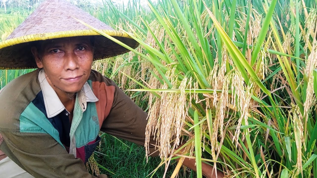 PANEN PADI HIBRIDA SRIDEWI HASILNYA MELIMPAH