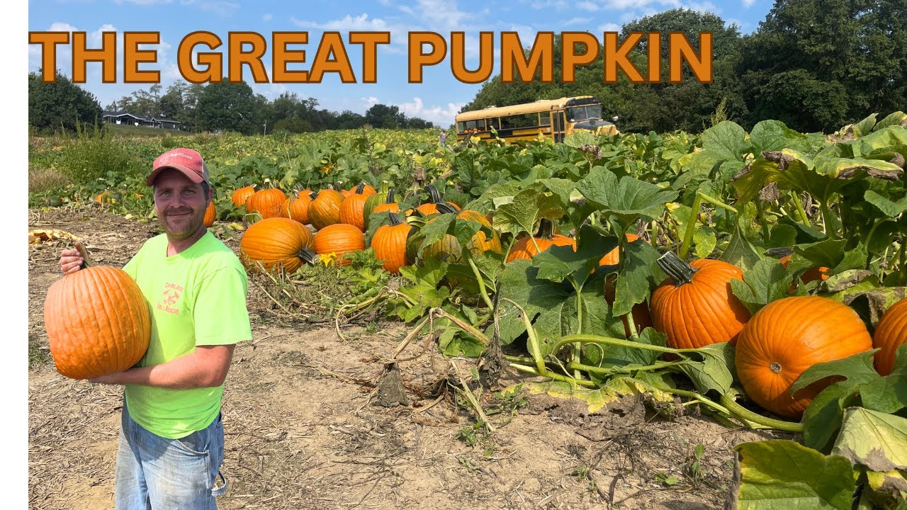 Pumpkin Harvest