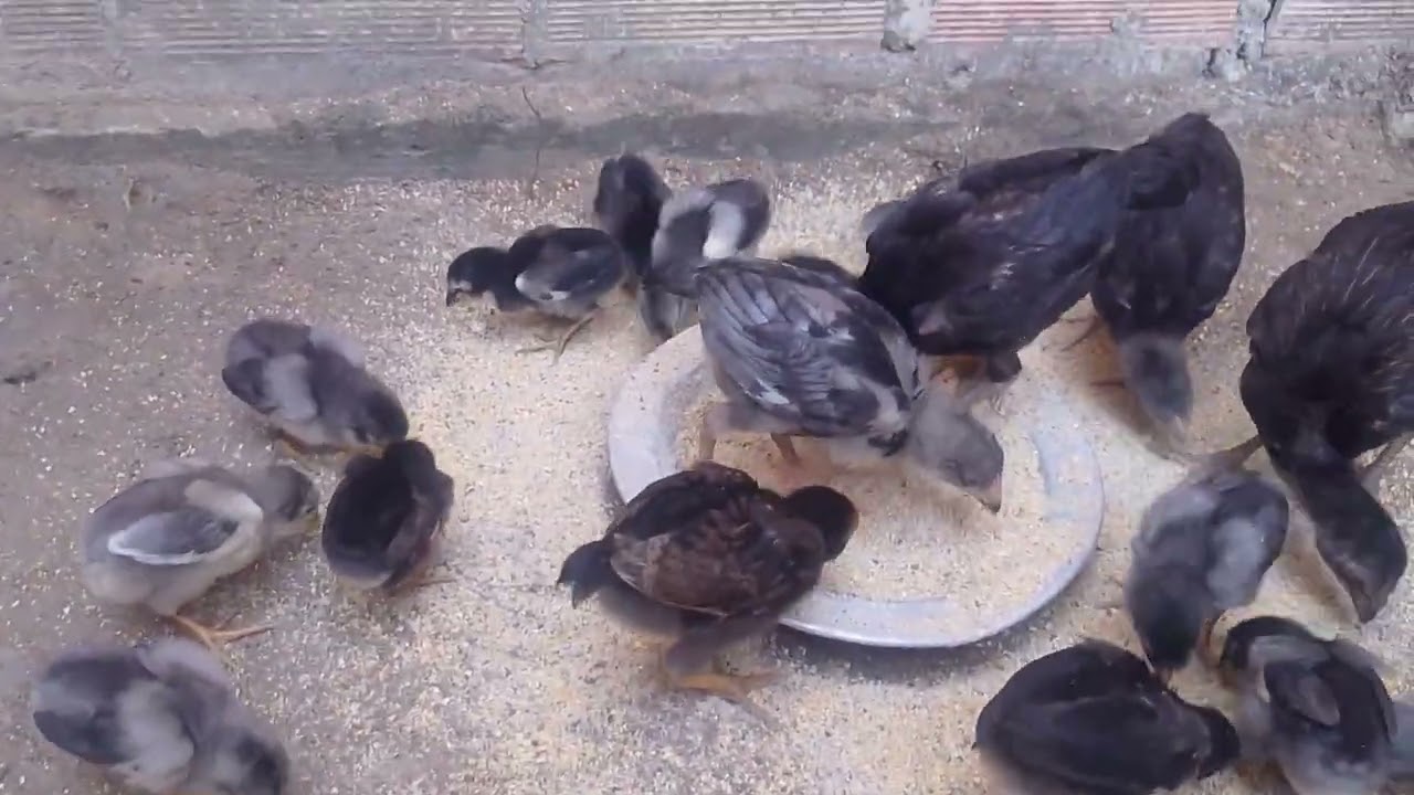 Mostrando o desenvolvimento da minha criação de galinhas 