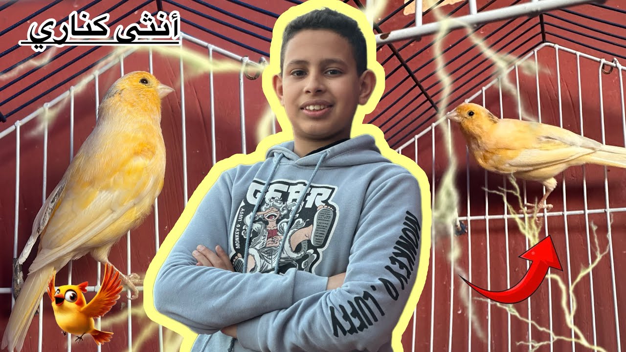 جبت أنثى لذكر الكناري لي عندي 🦜أنثى في المستوى 🤩
