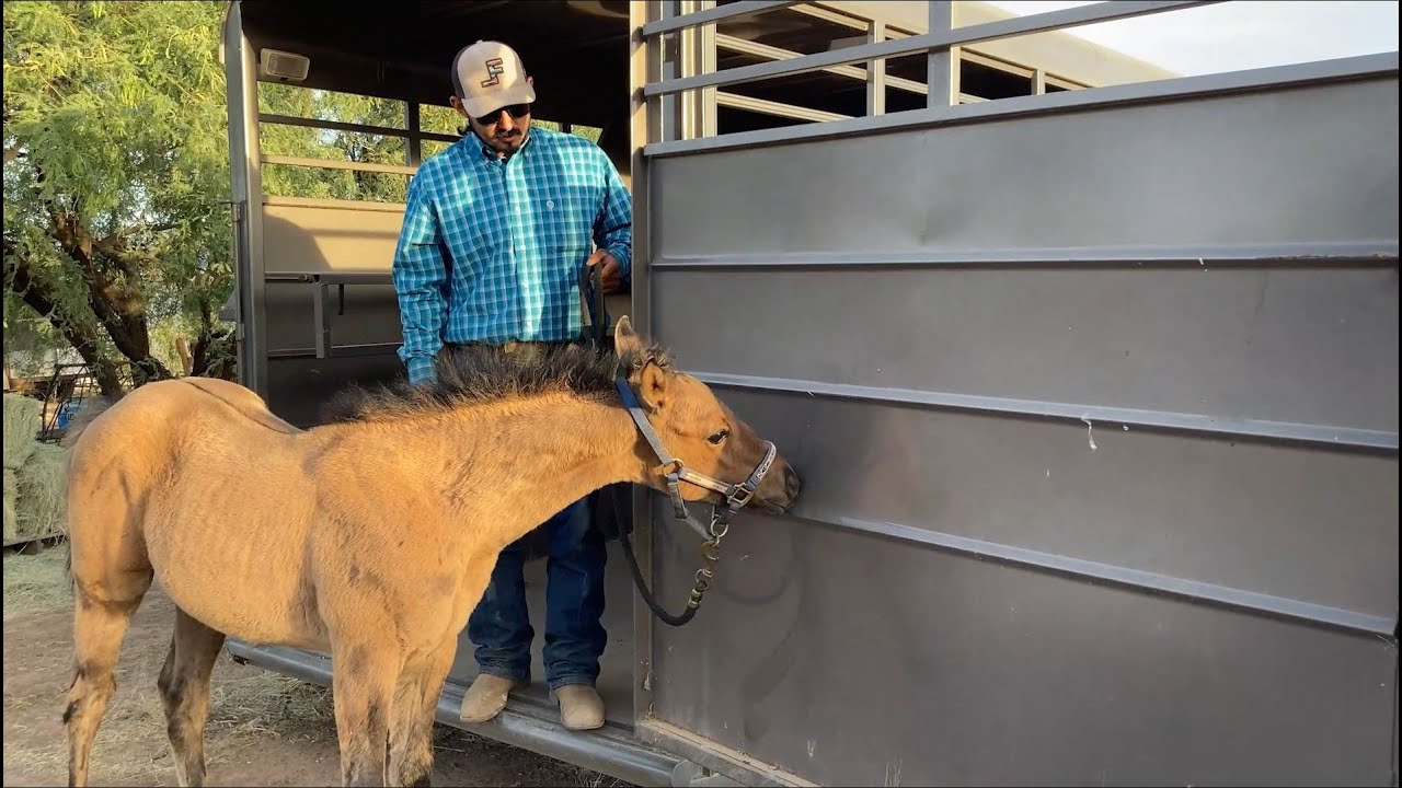 AZHT: Working with Foals - Introducing the horse trailer & establishing proper pressure and release