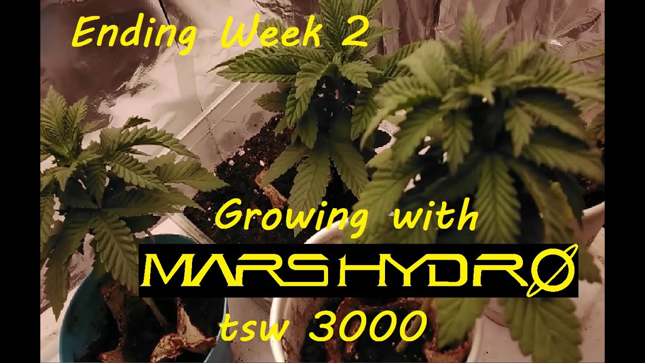 Weed Grow And Show Using Mars Hydro Lights, Ending Second week