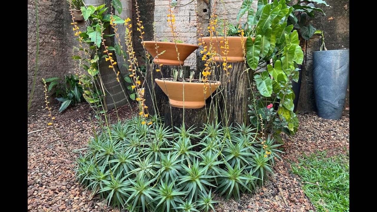 ATUALIZANDO MEU JARDIM COM MUITAS ALOCAIAS VARIEGATAS. FIZ VASOS COM LAVANDAS .  Ateliê Florescer