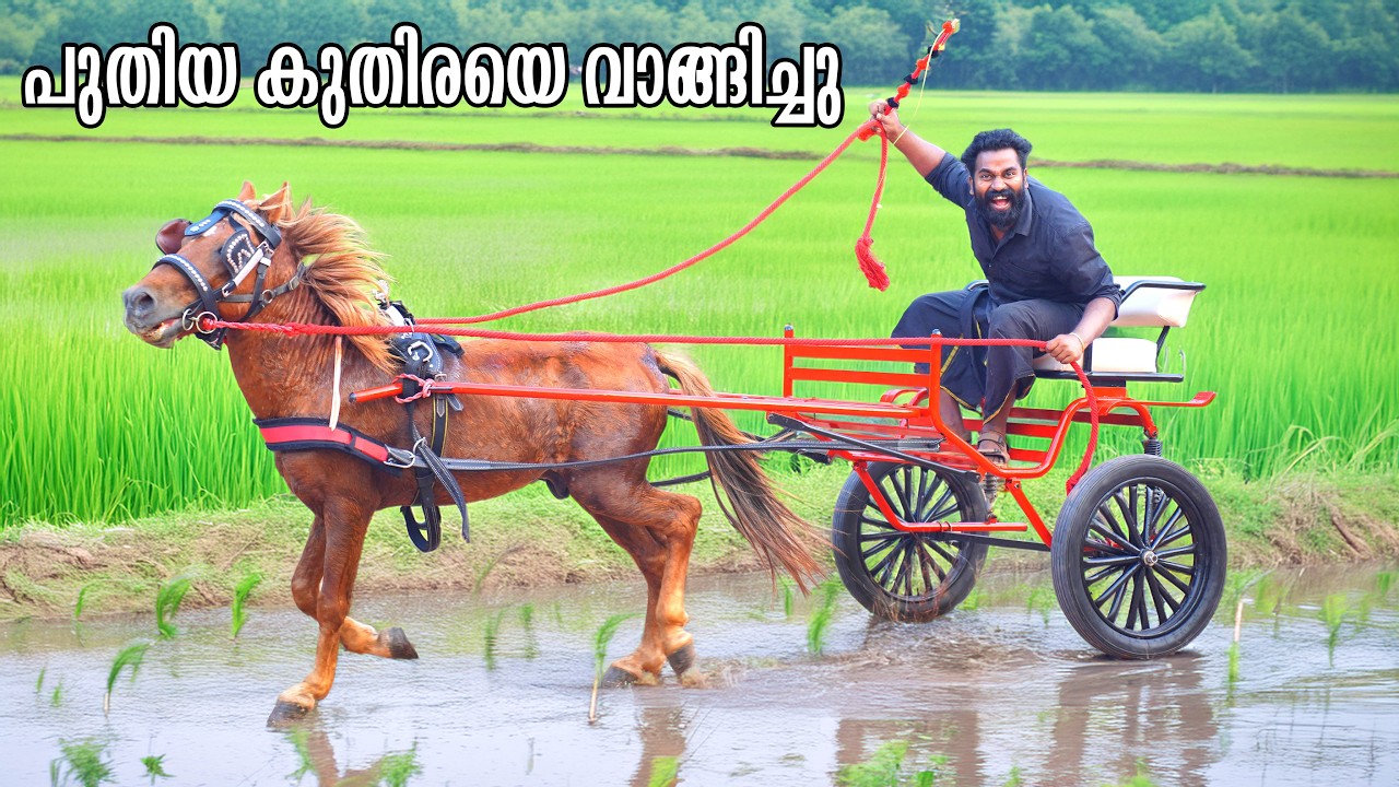 New Horse And Cart | വീണ്ടും നമ്മൾ കുതിരയും കുതിരവണ്ടിയും വാങ്ങിച്ചു | M4 Tech |