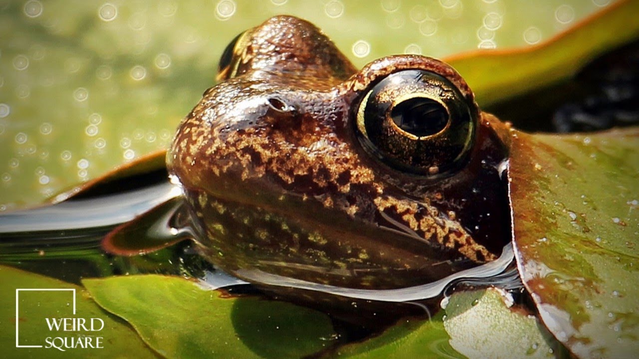 Burrowing Frog Facts | Animal Facts | There are six different species of burrowing frog in Australia