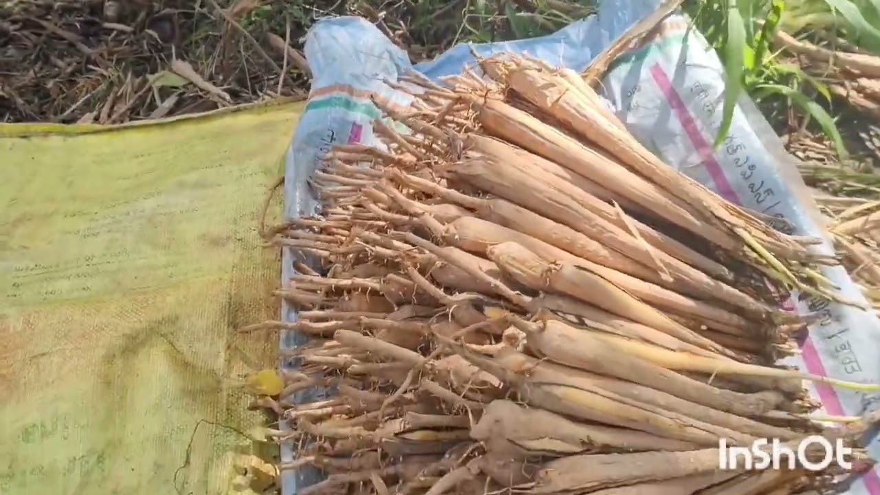 பனங்கிழங்கின் மருத்துவ குணங்கள்.... அன்புடன் ஆரா.