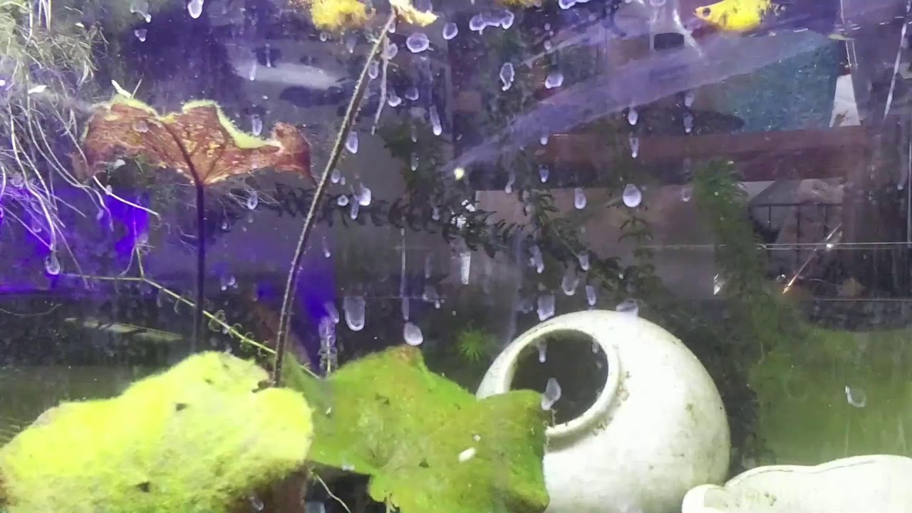 Freshwater Tank Stream!
