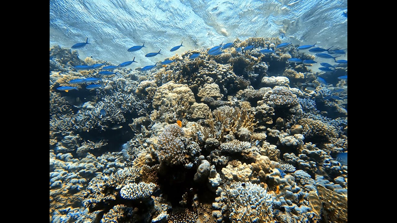Red Sea Diving - Egypt, Sharm El Sheikh - Ras Nasrani reef